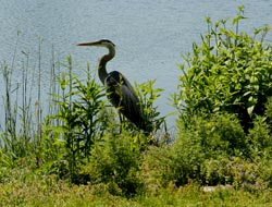 Great Blue Heron stalking prey at the edge of a water body