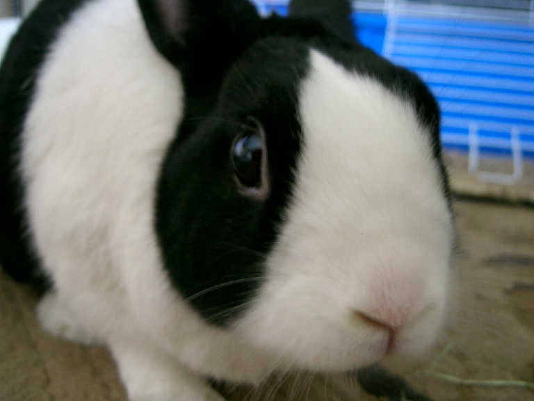 close-up view of the face of a black-and-white rabbit