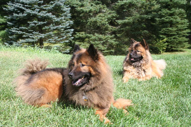 Two large dogs relaxing in a grassy field