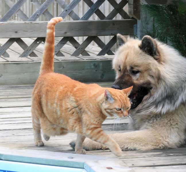 Orange tabby cat walking in front of a large dog