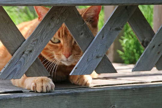 Orange tabby cat peeking out from behind a fence